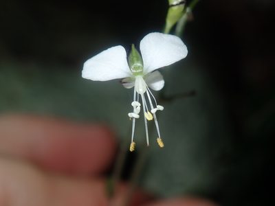 Aneilema acuminatum, photographed by Thomas Mesaglio