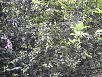 Jasminum coarctatum, photographed by Hopeland