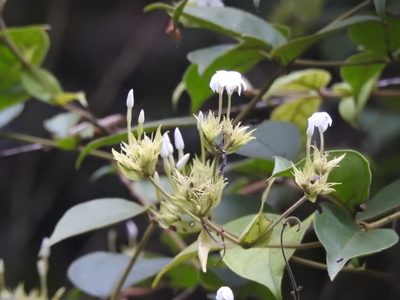 Jasminum coarctatum, photographed by Hopeland