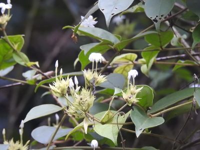 Jasminum coarctatum, photographed by Hopeland