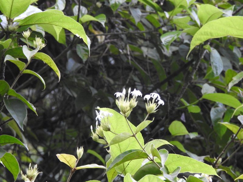 Jasminum coarctatum, photographed by Hopeland