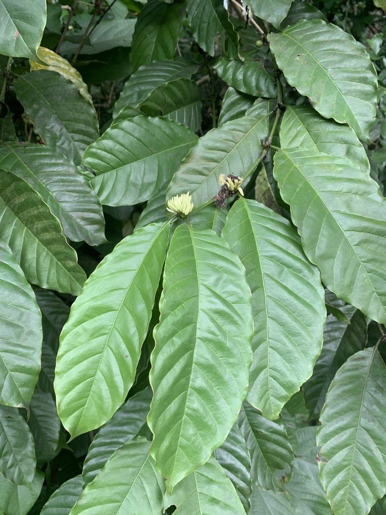 Coffea liberica, photographed by Adam Kamal