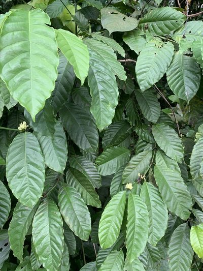 Coffea liberica, photographed by Adam Kamal