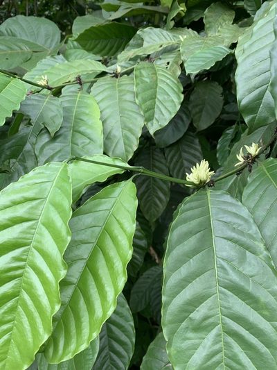 Coffea liberica, photographed by Adam Kamal
