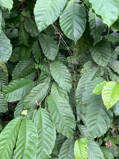 Coffea liberica, photographed by Adam Kamal