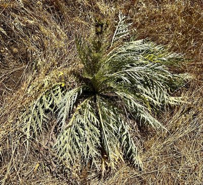 Cynara cardunculus, photographed by Chuck Wilson