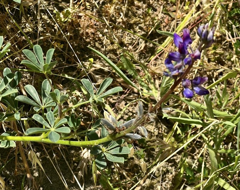 Lupinus succulentus, photographed by Chuck Wilson