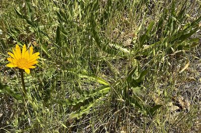 Wyethia angustifolia, photographed by Chuck Wilson