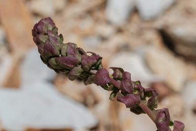 Aphanisma blitoides