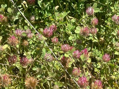 Trifolium hirtum, photographed by Chuck Wilson
