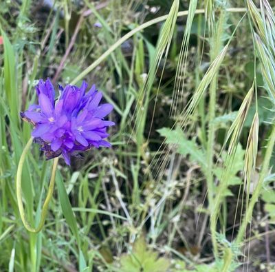 Dichelostemma congestum, photographed by Chuck Wilson
