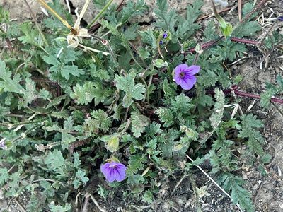 Erodium botrys, photographed by Chuck Wilson