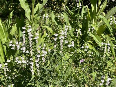 Bellardia trixago, photographed by Chuck Wilson