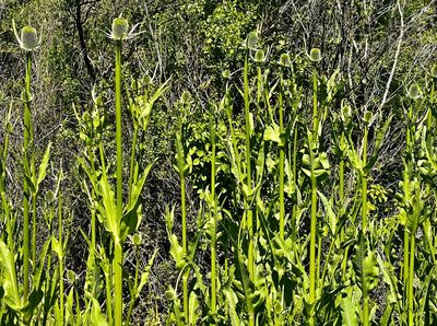 Dipsacus sativus, photographed by Chuck Wilson