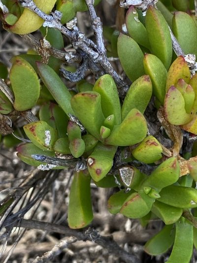 Ruschia leptocalyx, photographed by Dave U