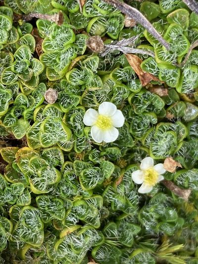 Ourisia muscosa, photographed by Fabien Anthelme
