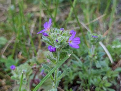 Erinus alpinus, photographed by Attila Oláh