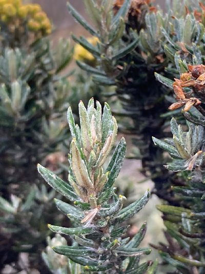 Pentacalia vernicosa, photographed by Fabien Anthelme