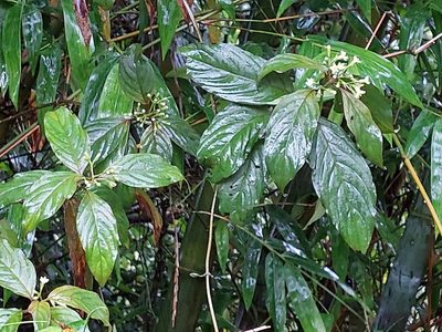 Mussaenda parviflora, photographed by 胡正恆(Jackson Hu)