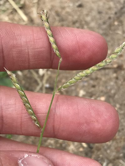 Urochloa trichopus, photographed by Ryan Donnelly