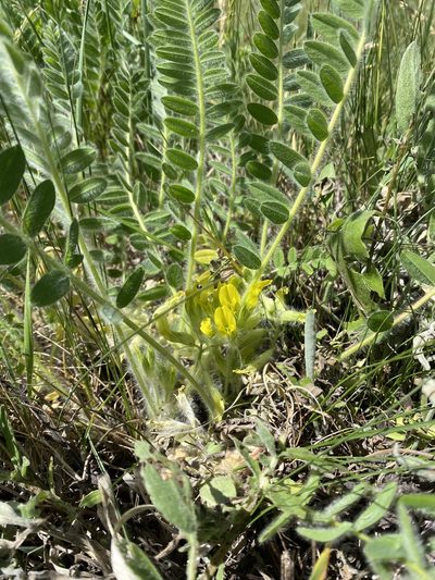 Astragalus exscapus, photographed by anneleen_kool