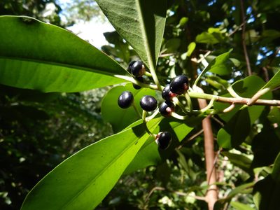 Ardisia elliptica, photographed by Jon Sullivan