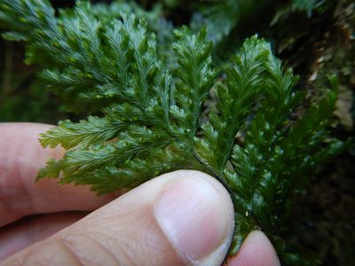 Abrodictyum dentatum, photographed by Jon Sullivan