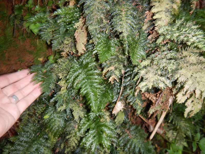 Abrodictyum dentatum, photographed by Jon Sullivan