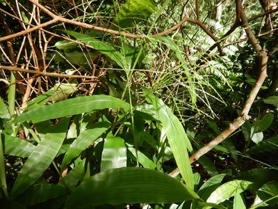 Centotheca lappacea, photographed by Jon Sullivan