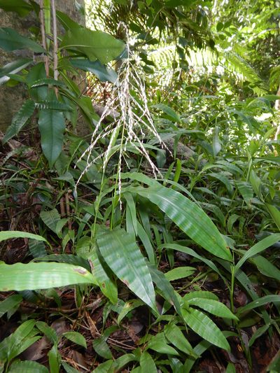 Centotheca lappacea, photographed by Jon Sullivan