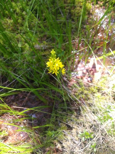 Narthecium americanum, photographed by Chris Hoess