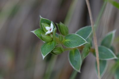 Pimelea pseudolyallii, photographed by Christopher Stephens