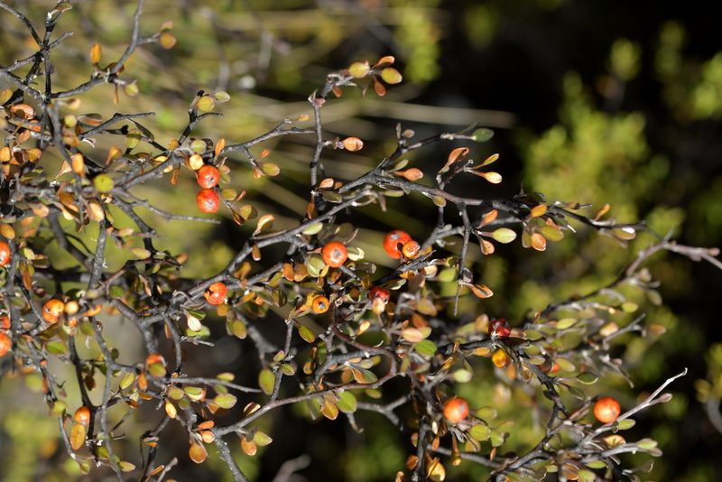 Corokia cotoneaster, photographed by Christopher Stephens