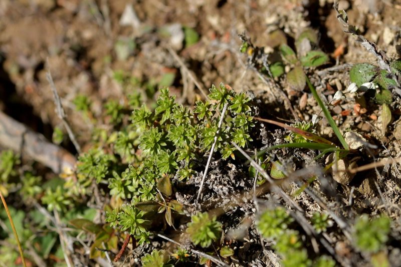 Raoulia subsericea, photographed by Christopher Stephens