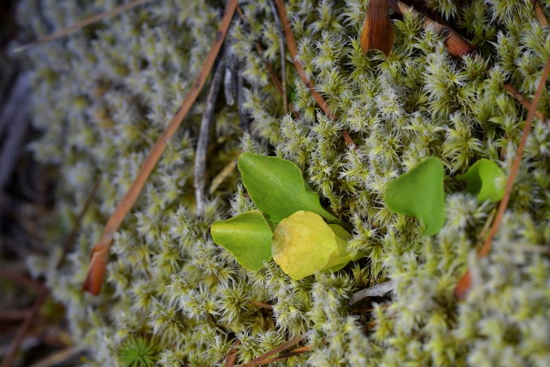 Viola cunninghamii, photographed by Christopher Stephens
