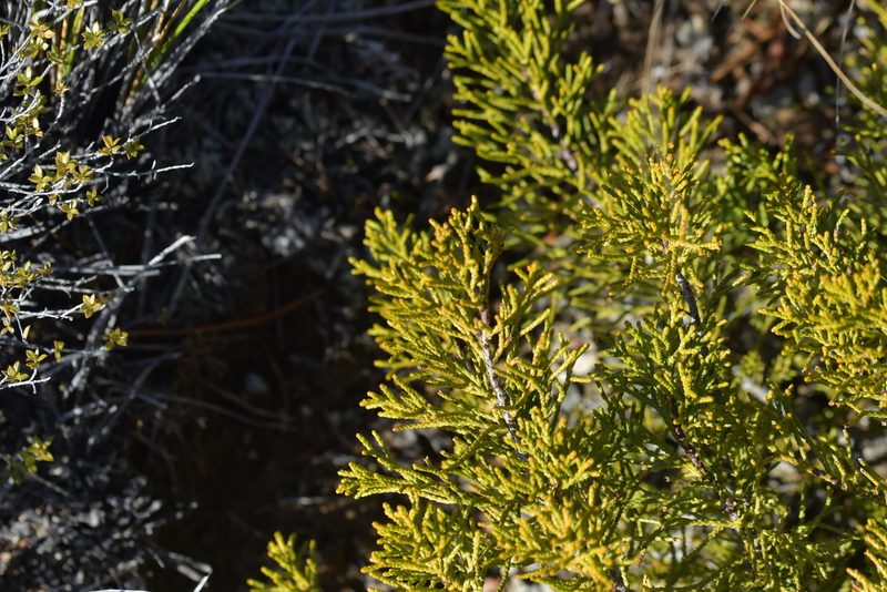 Halocarpus bidwillii, photographed by Christopher Stephens