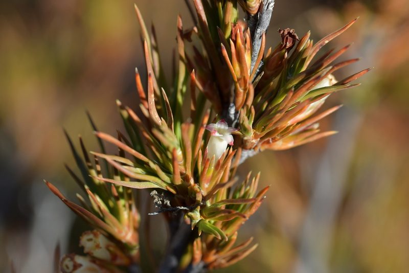 Dracophyllum rosmarinifolium, photographed by Christopher Stephens