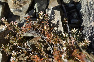 Acrothamnus colensoi