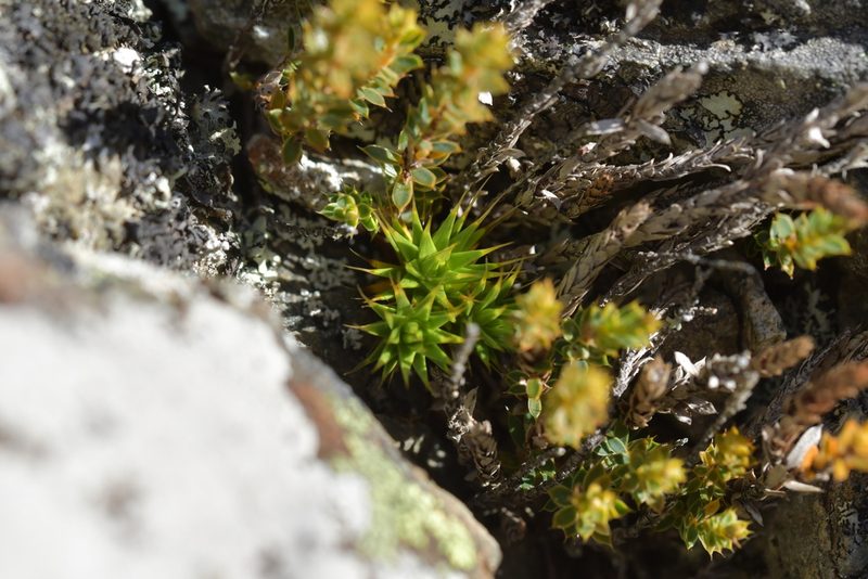 Colobanthus acicularis, photographed by Christopher Stephens