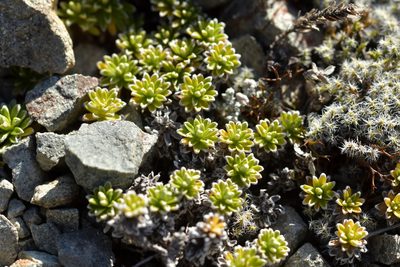 Raoulia subsericea, photographed by Christopher Stephens