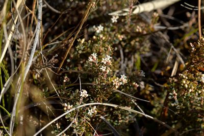 Acrothamnus colensoi, photographed by Christopher Stephens