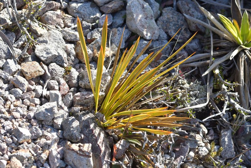 Aciphylla aurea, photographed by Christopher Stephens