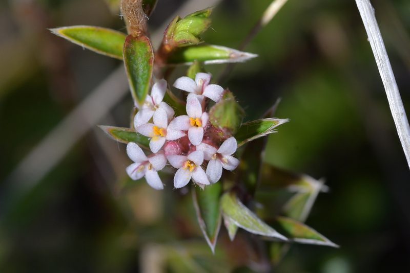 Pimelea pseudolyallii, photographed by Christopher Stephens