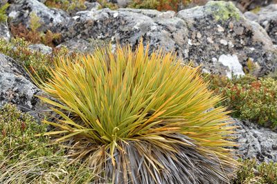 Aciphylla aurea, photographed by Christopher Stephens