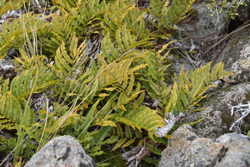 Parablechnum montanum, photographed by Christopher Stephens