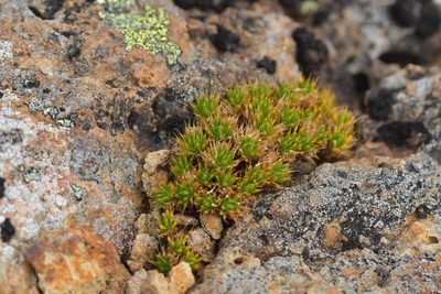 Colobanthus acicularis, photographed by Christopher Stephens