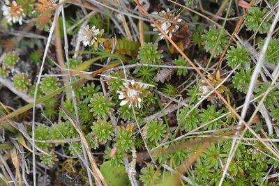 Raoulia subsericea, photographed by Christopher Stephens