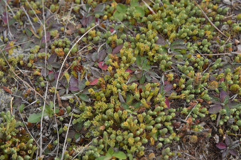 Kelleria dieffenbachii, photographed by Christopher Stephens
