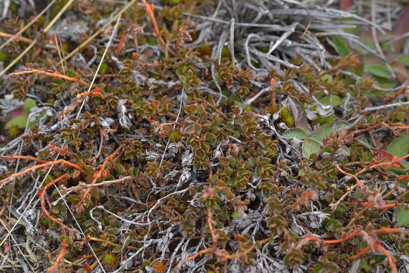 Gonocarpus aggregatus, photographed by Christopher Stephens