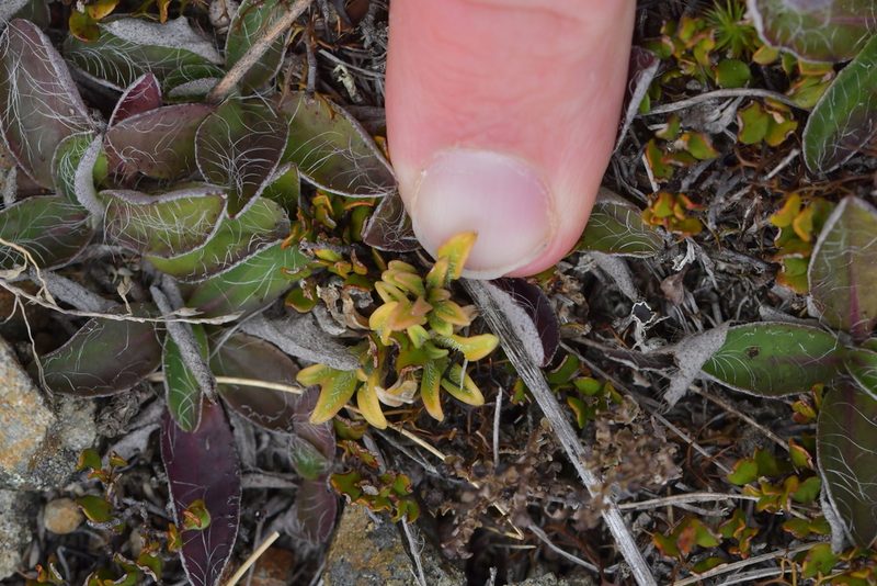 Coprosma petriei, photographed by Christopher Stephens